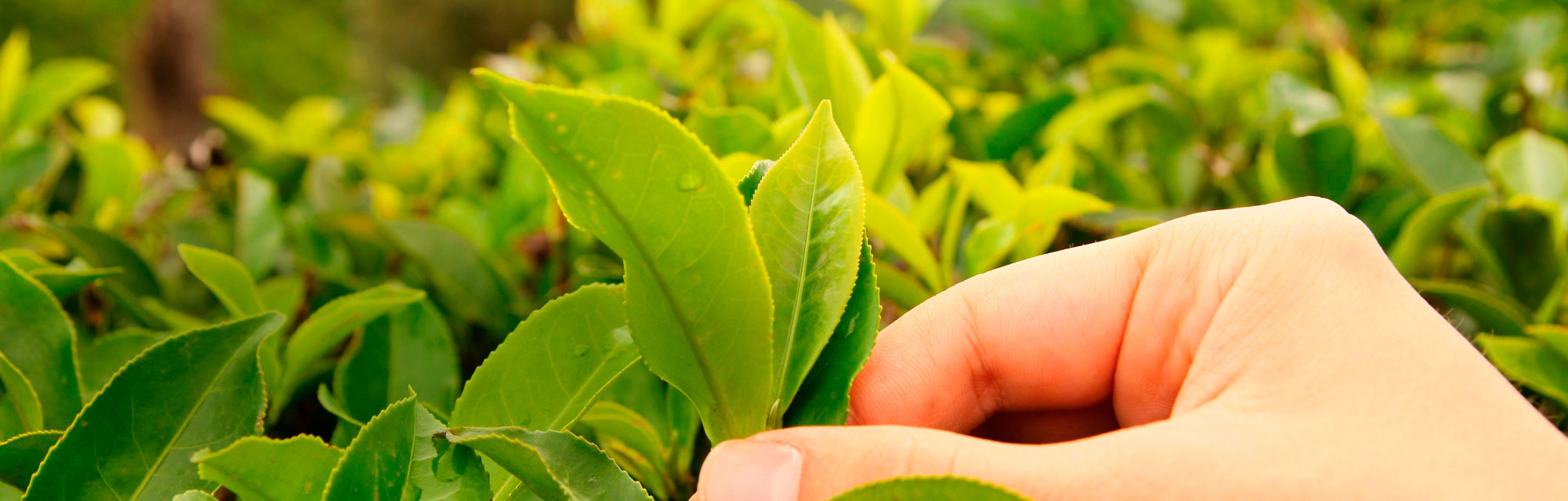 Tetley arbata ir tvari plėtra