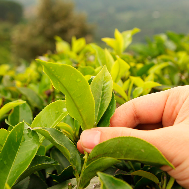 Tetley arbata ir tvari plėtra